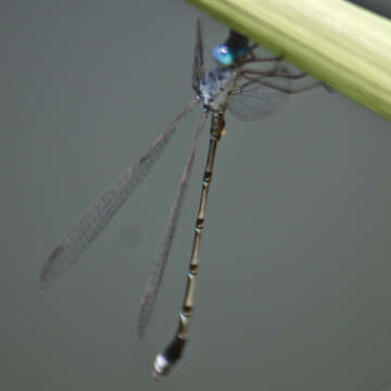 Image de Lestes praemorsus Hagen ex Selys 1862