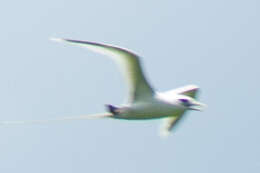 Image of White-tailed Tropicbird