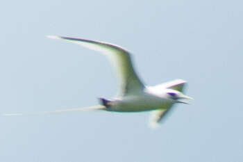 Image of White-tailed Tropicbird