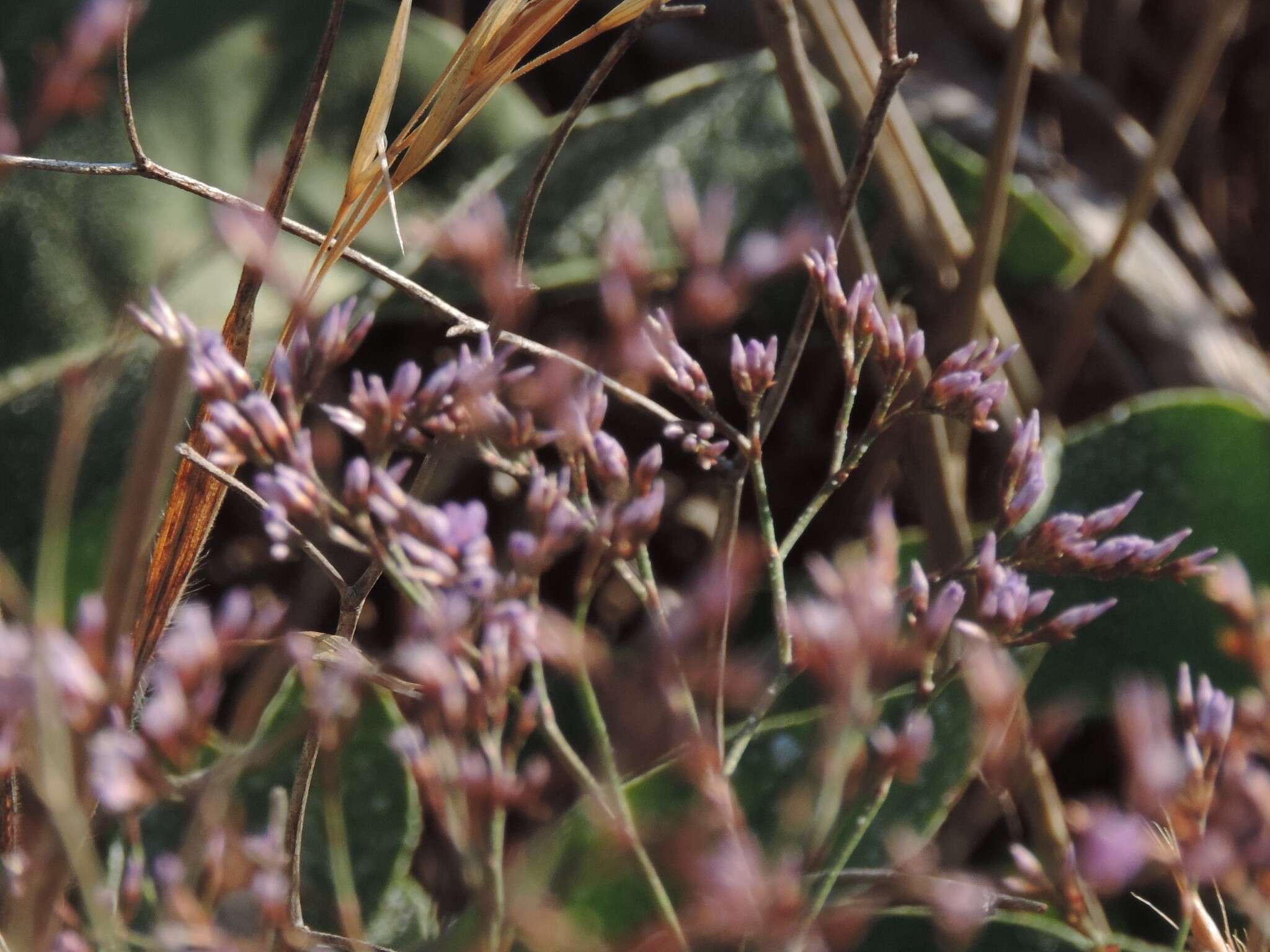 Limonium narbonense Miller resmi