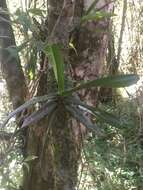 Imagem de Aeranthes ramosa Rolfe