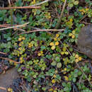 Image of Hydrocotyle tripartita var. hydrophila (Petrie) Cheesem.