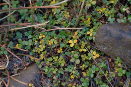 Image of Hydrocotyle tripartita var. hydrophila (Petrie) Cheesem.