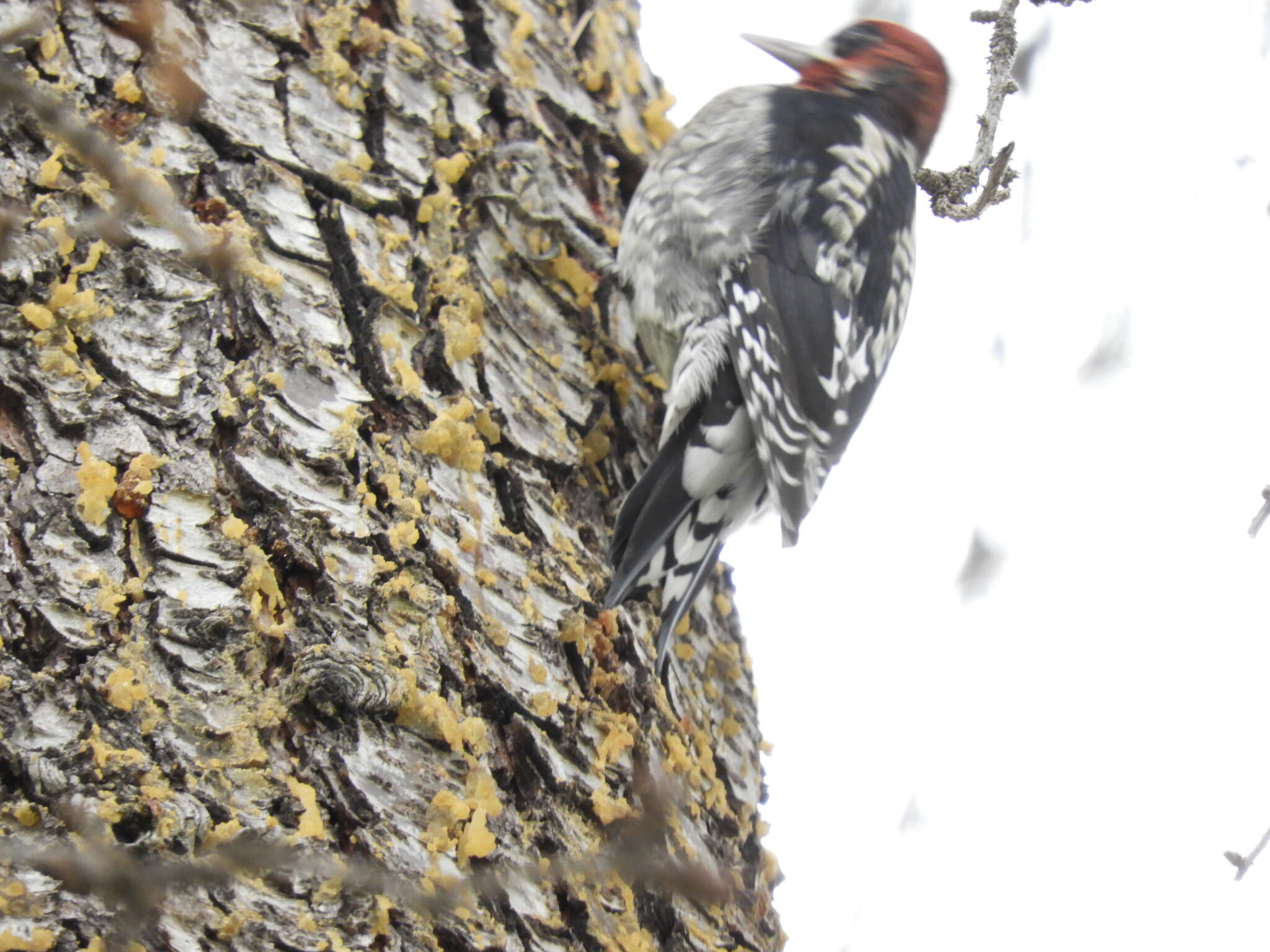 Sphyrapicus ruber daggetti Grinnell 1901的圖片