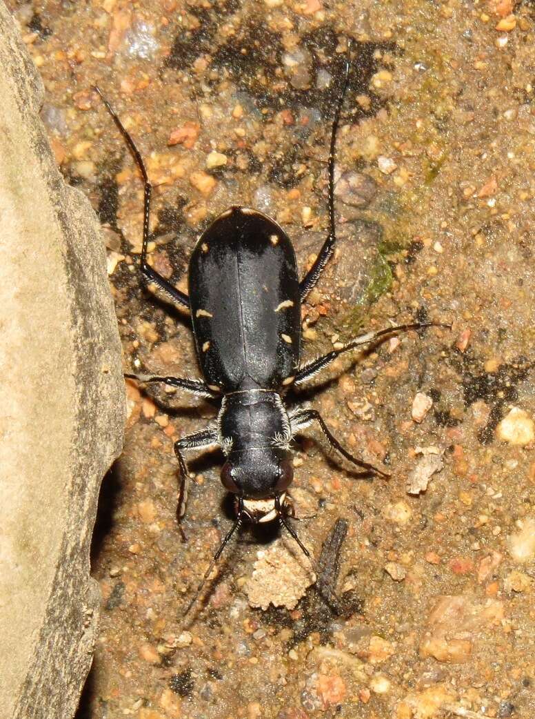 Image de Cicindela (Cicindelidia) obsoleta vulturina Le Conte 1853