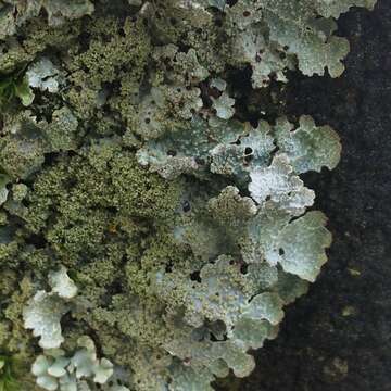 Image of shield lichen