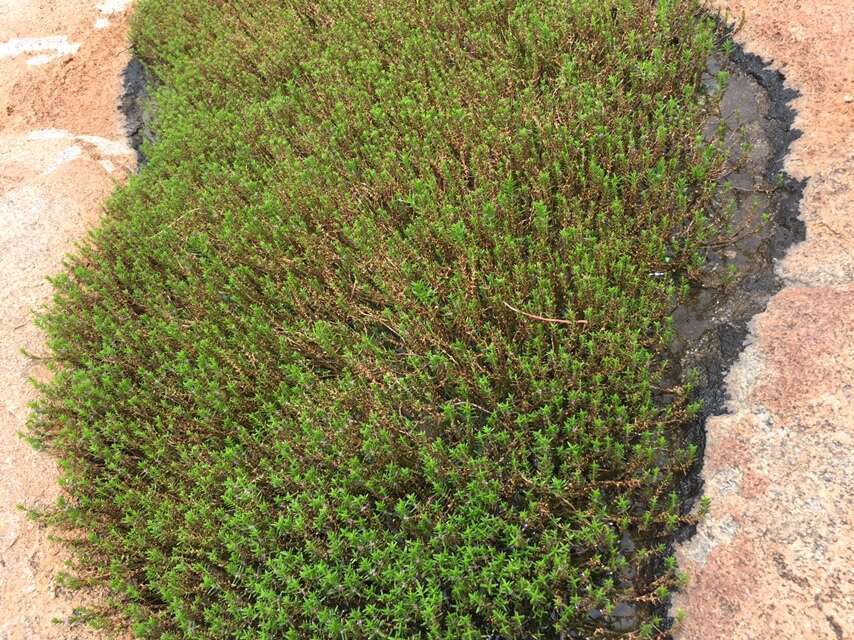 صورة Rotala fimbriata Wight