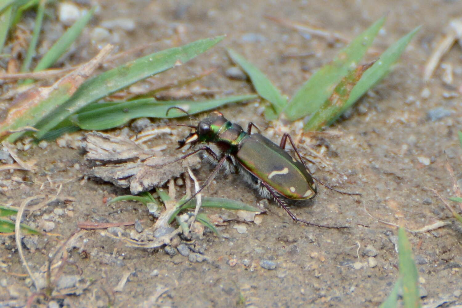 Image of Cicindela (Cicindela) purpurea purpurea A. G. Olivier 1790