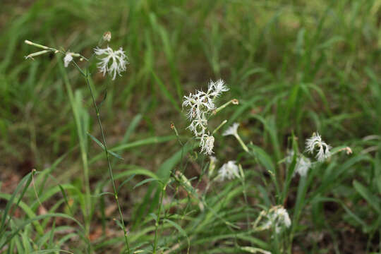 Image of Dianthus superbus subsp. stenocalyx (Trautv.) Kleopow