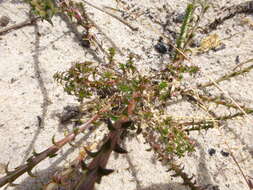 صورة Wahlenbergia adpressa (L. fil.) Sond.