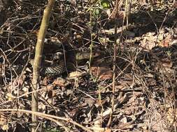 Image of Black whip snake