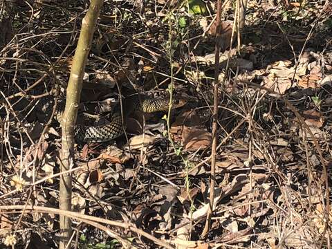 Image of Black whip snake