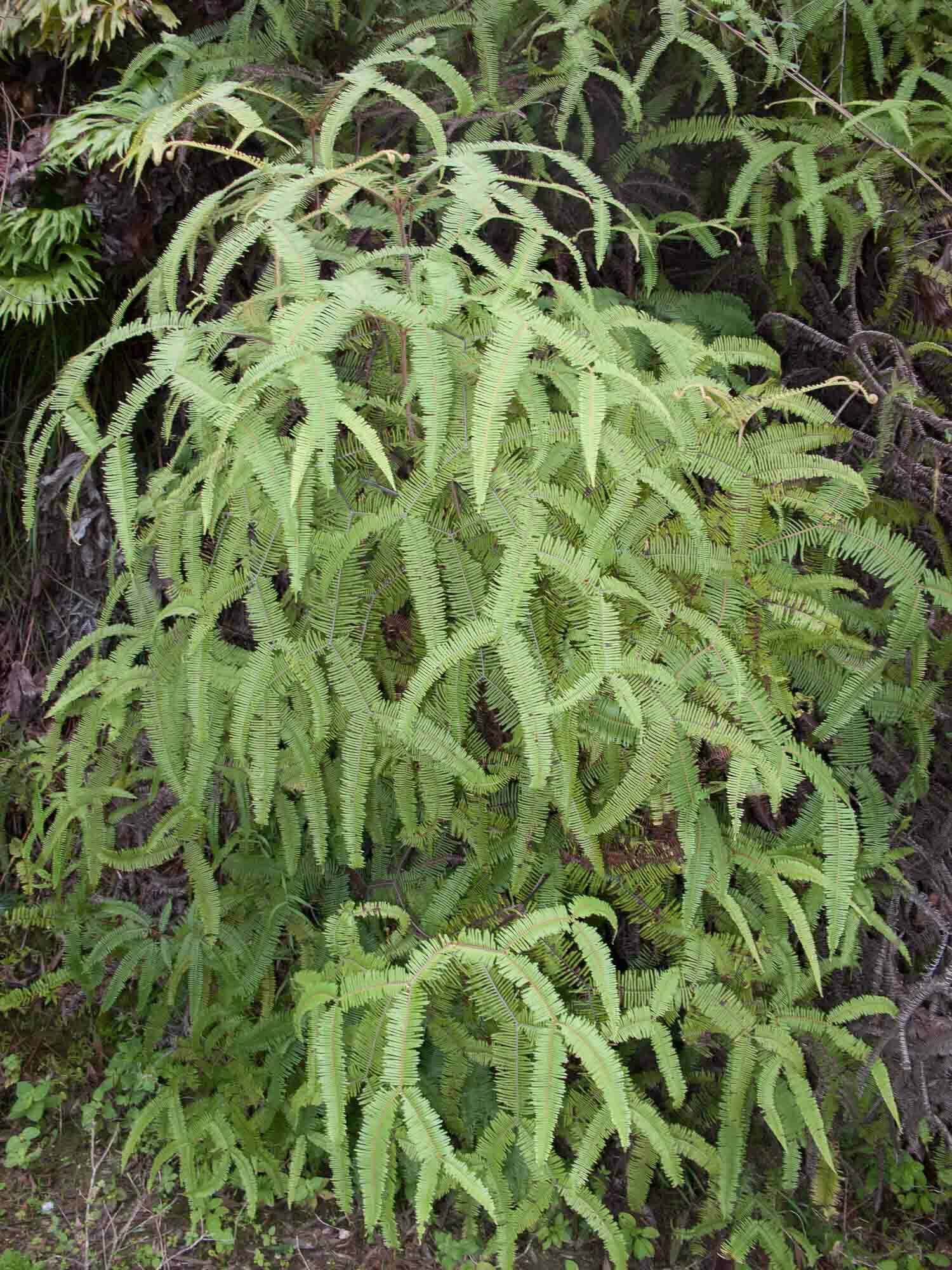 Image of Sticherus brackenridgei (Fourn.) St. John