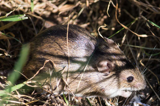 Image of Striped Field Mouse