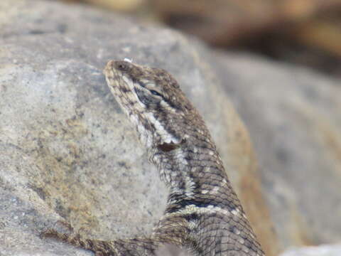 Image of Sceloporus dugesii Bocourt 1873