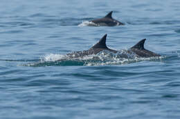 Image of Indian long-nosed dolphin