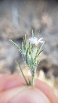 Image of Eriastrum brandegeae Mason