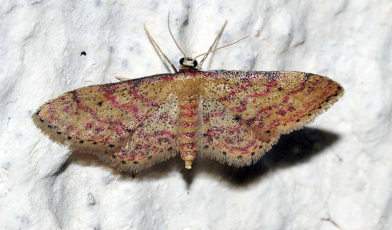 Image of Idaea rhodogrammaria Püngeler 1913