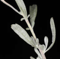 Artemisia bigelovii A. Gray resmi