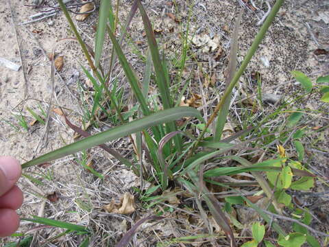 صورة Sorghastrum nutans (L.) Nash