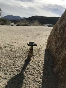 Image of Agaricus aridicola Geml, Geiser & Royse ex Mateos, J. Morales, J. Muñoz, Rey & Tovar 2009