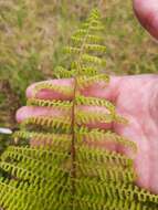 Image de Athyrium microphyllum (Sm.) Alston