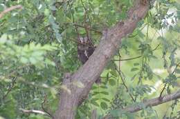 Image of Oriental Scops Owl