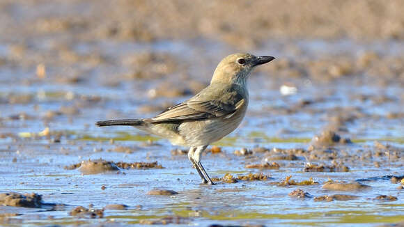 صورة Pachycephala lanioides Gould 1840