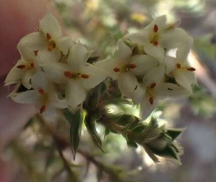 Image of Pimelea pseudolyallii Allan