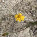 Image of Bidens cabopulmensis Leon de la Luz & B. L. Turner