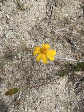 Imagem de Bidens cabopulmensis Leon de la Luz & B. L. Turner