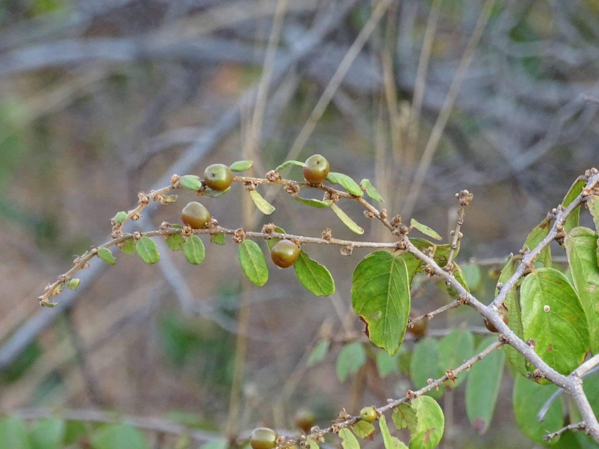 Image of Bridelia stipularis (L.) Blume