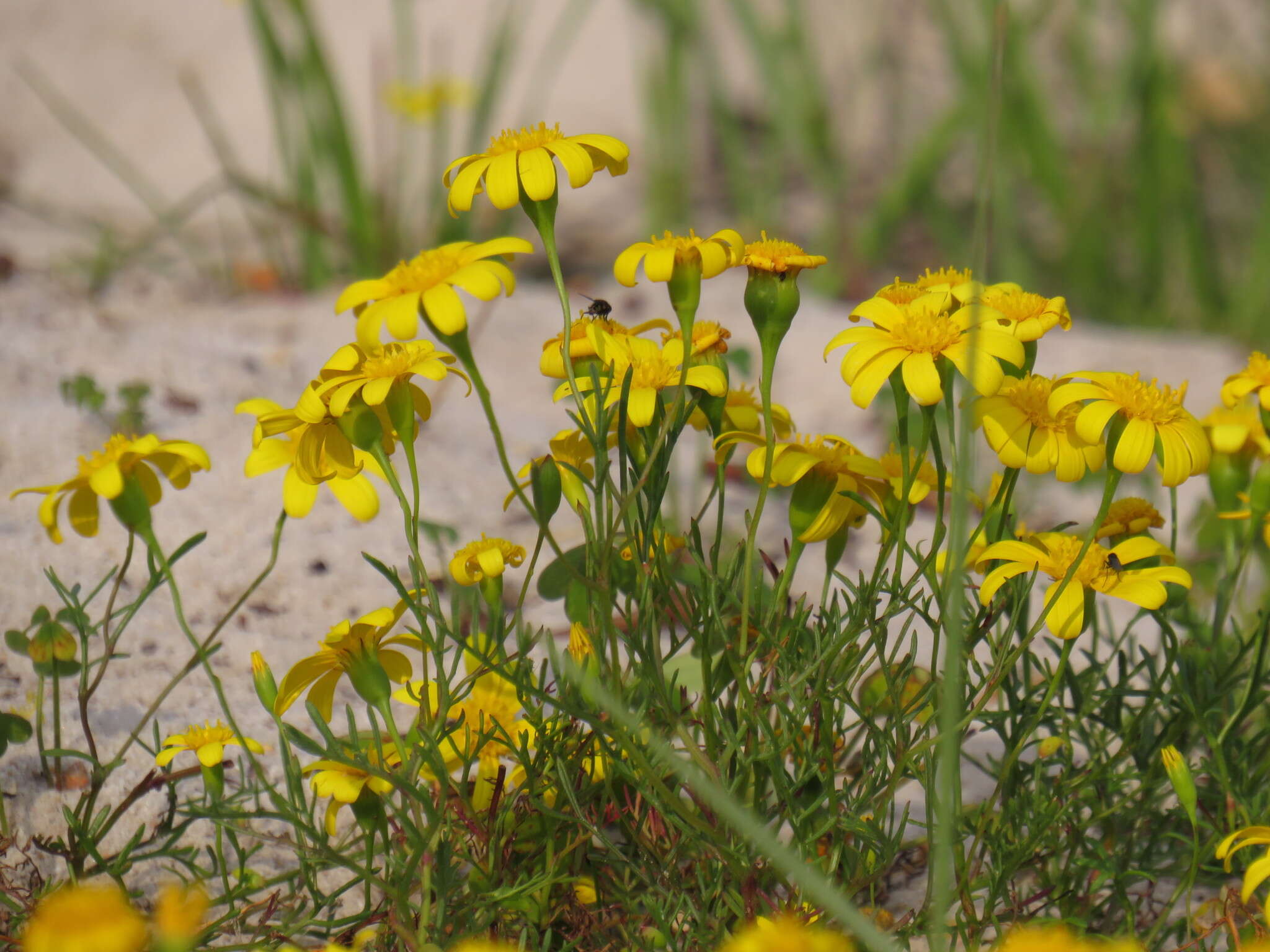 Image of Steirodiscus tagetes (L.) Schltr.