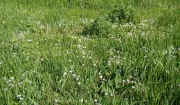 Image of Ornithogalum woronowii Krasch.