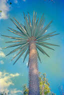 Image of Pachypodium lamerei Drake