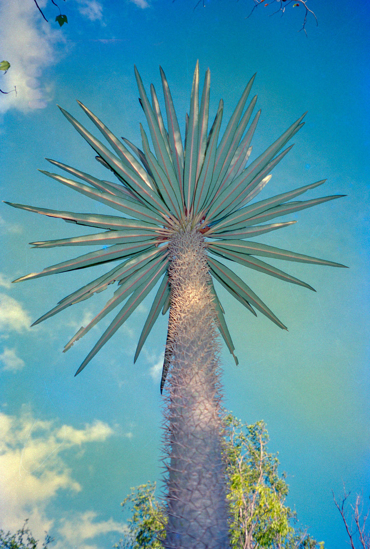 Image of Pachypodium lamerei Drake