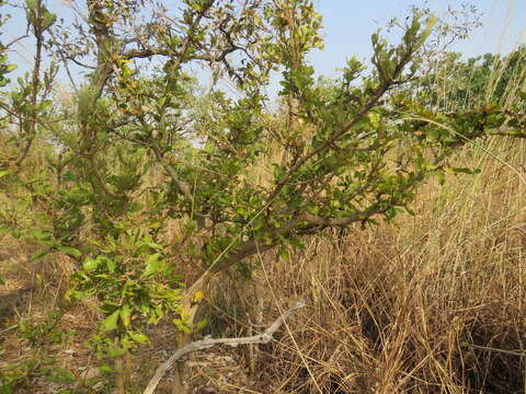 Plancia ëd Gardenia aqualla Stapf & Hutch.