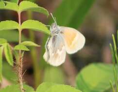 Image of Coenonympha tullia yukonensis W. Holland 1900