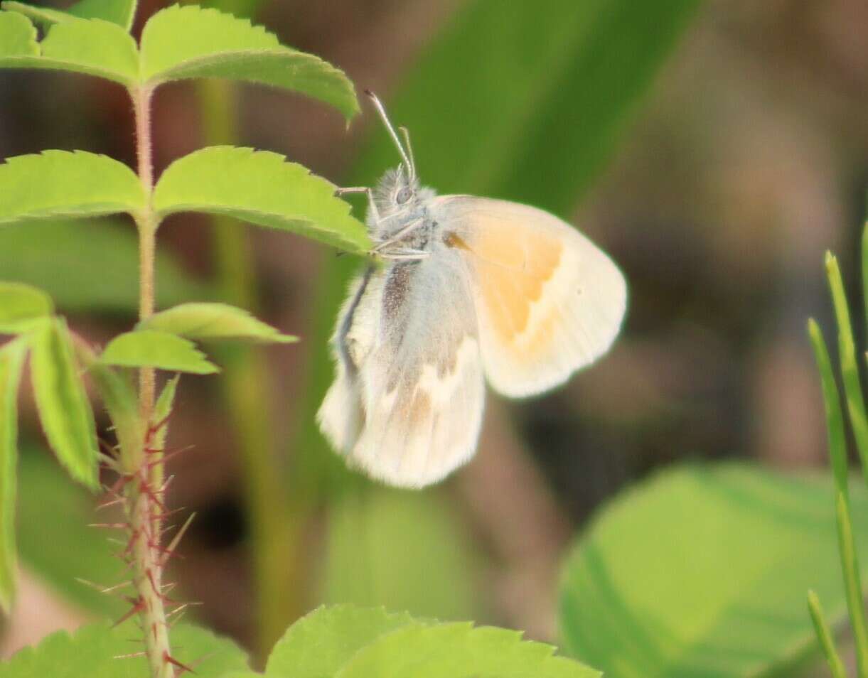 Image of Coenonympha tullia yukonensis W. Holland 1900