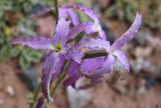 Image of Matthiola maroccana Coss.