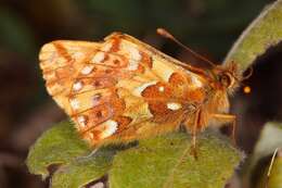 Image of Alaskan Fritillary