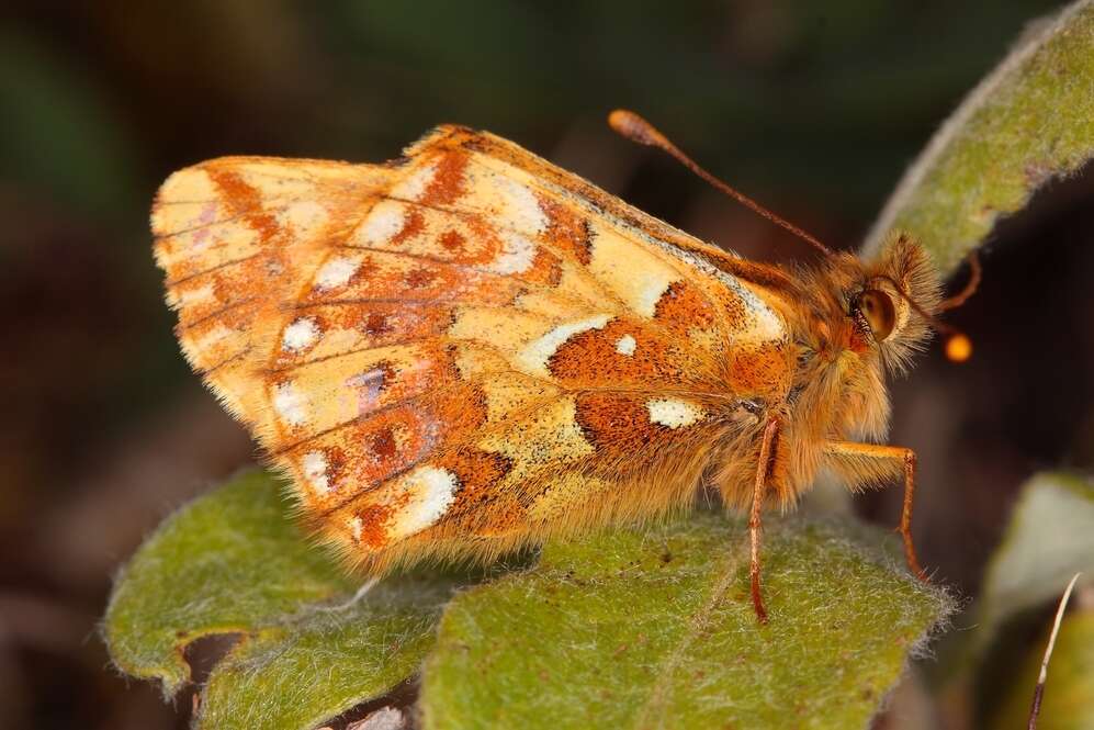 Image of Boloria alaskensis Holland 1900