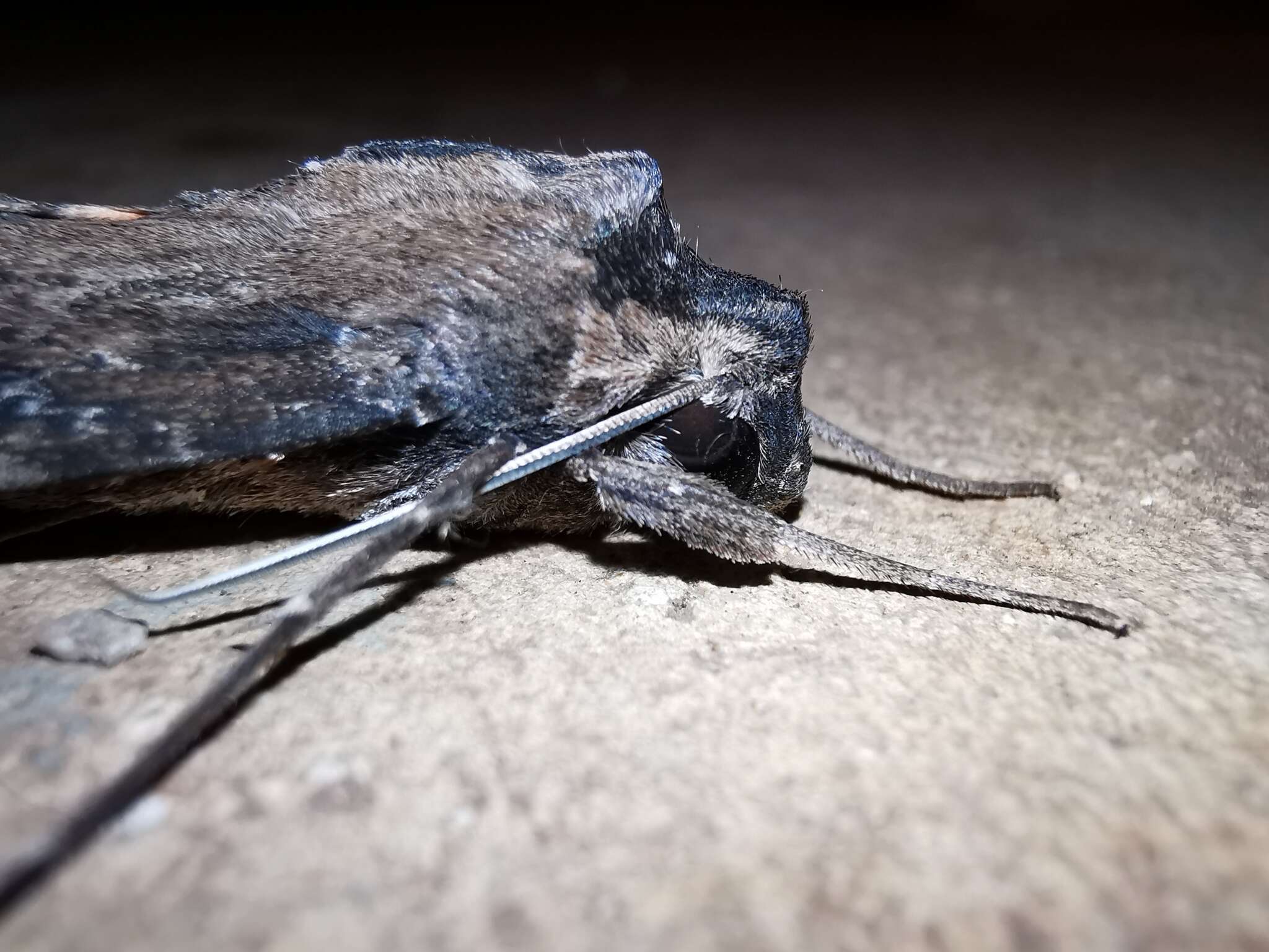 Image of Cramer's Sphinx Moth