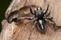 Image of Habronattus sansoni (Emerton 1915)