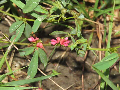 Indigofera trifoliata var. glandulifera (Hayata) S. S. Ying的圖片