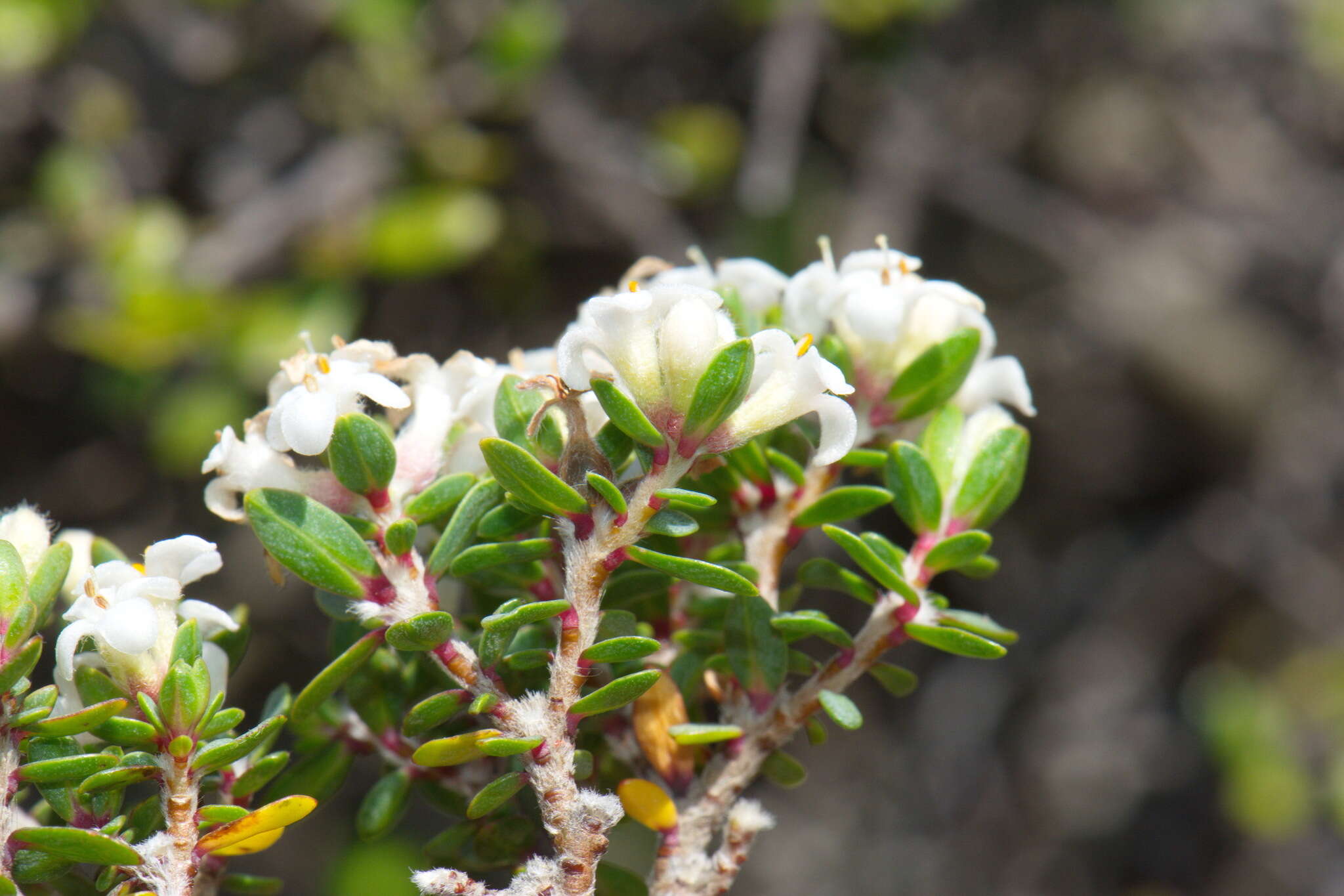 Image of Pimelea cryptica C. J. Burrows & Enright