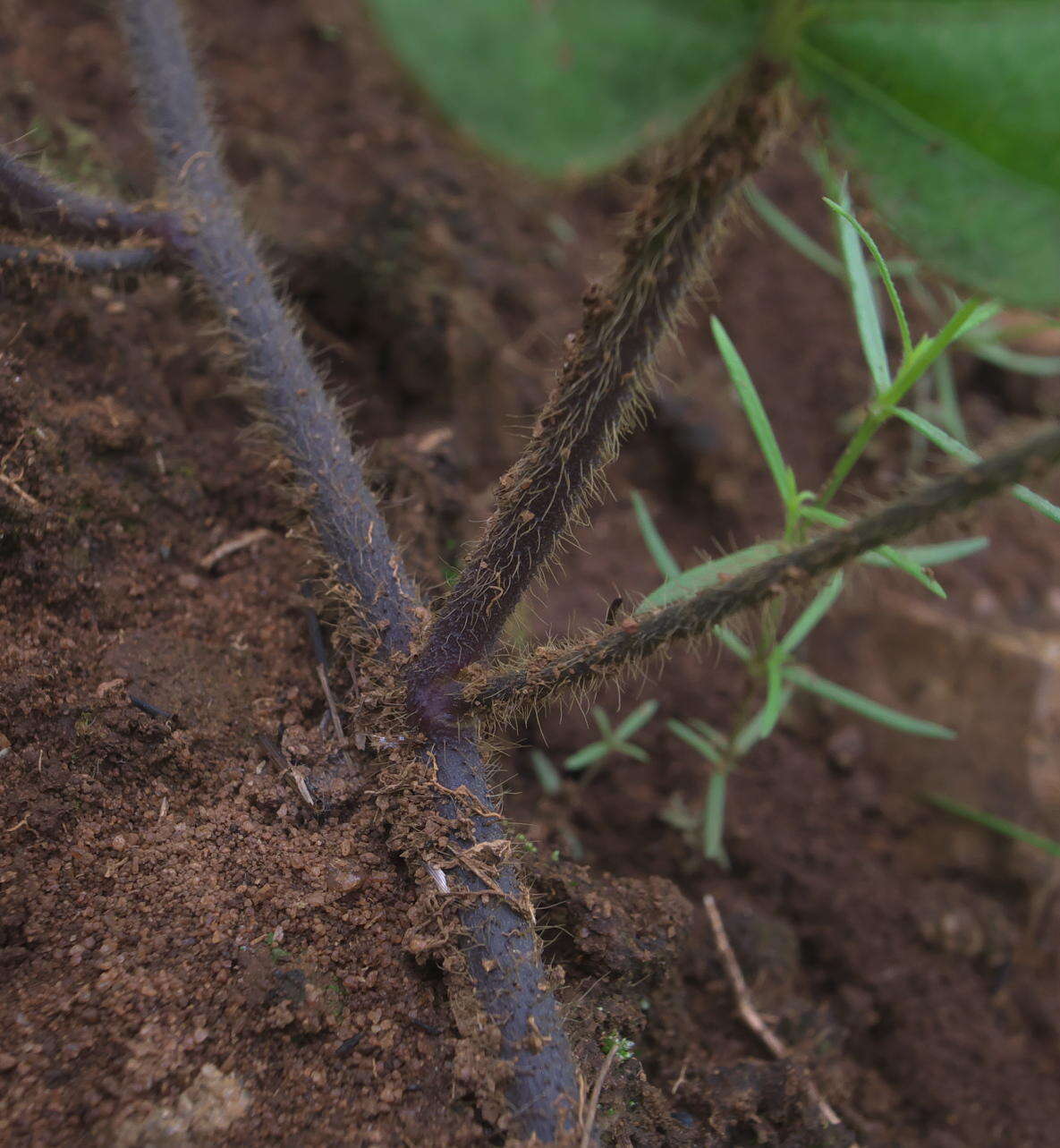 Image of Ipomoea pellita Hall. fil.