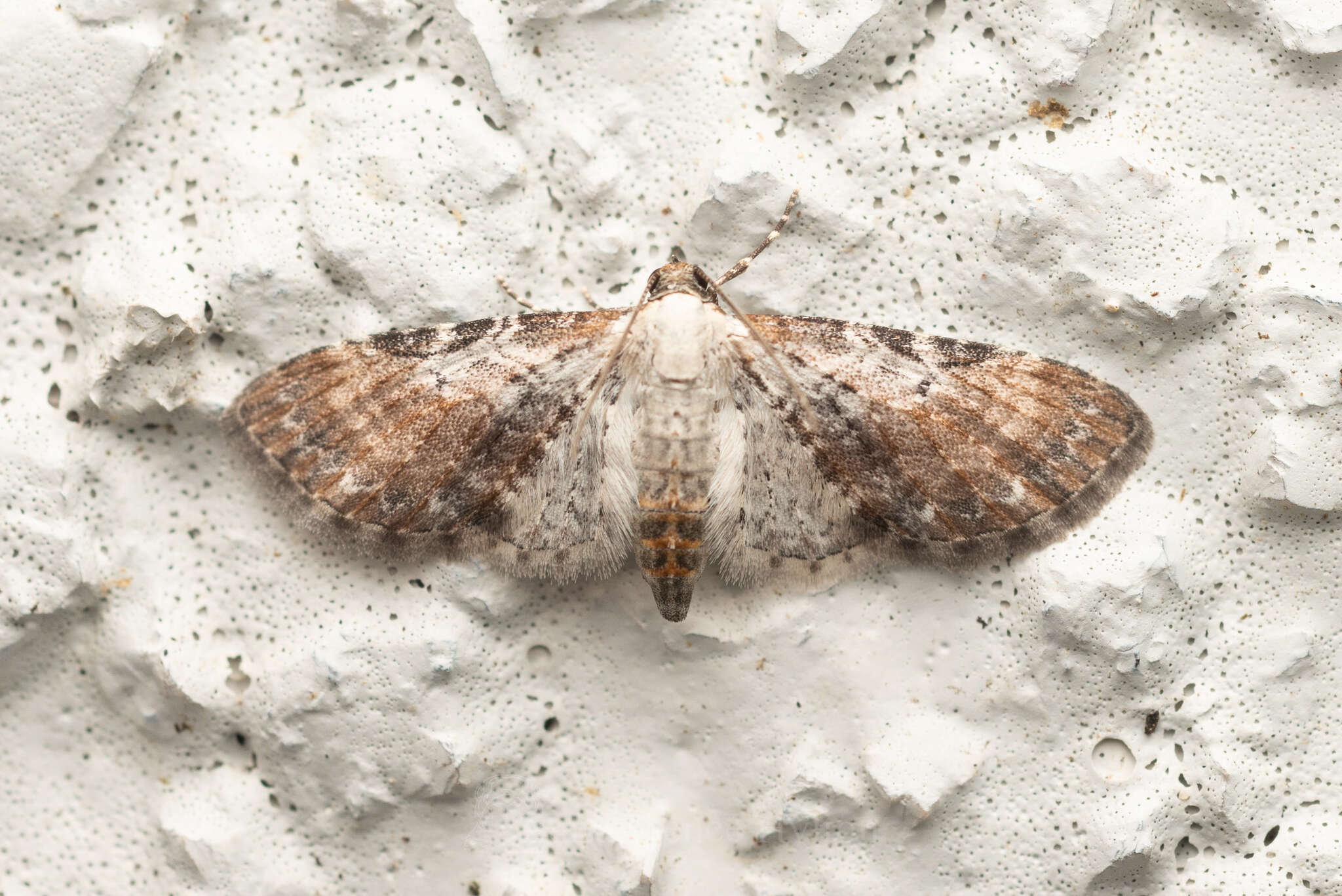 Image of Eupithecia mundiscripta Warren 1907
