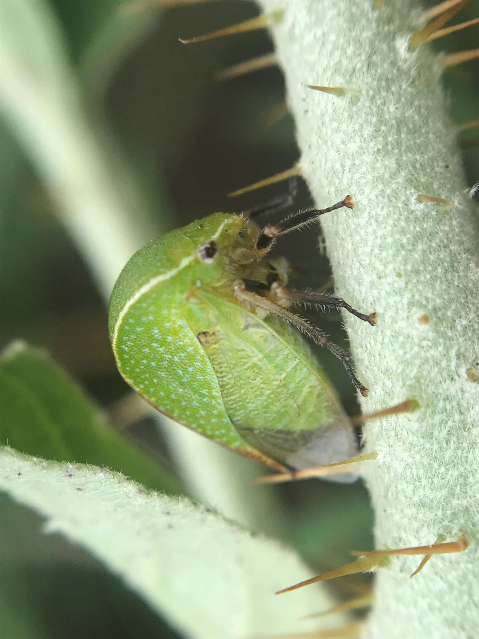 Imagem de Tortistilus inermis Fabricius