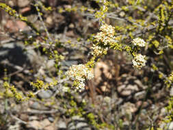 Image of Acantholippia